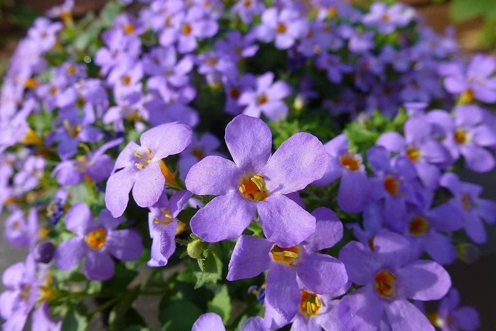 Flower Seeds, Seeds,Seeds For Planting,Plant Seeds