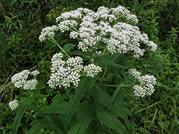 Flower Seeds, Seeds,Seeds For Planting,Plant Seeds