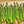 Vegetable Seeds,Garden seeds, Seeds For Planting,Plant Seeds