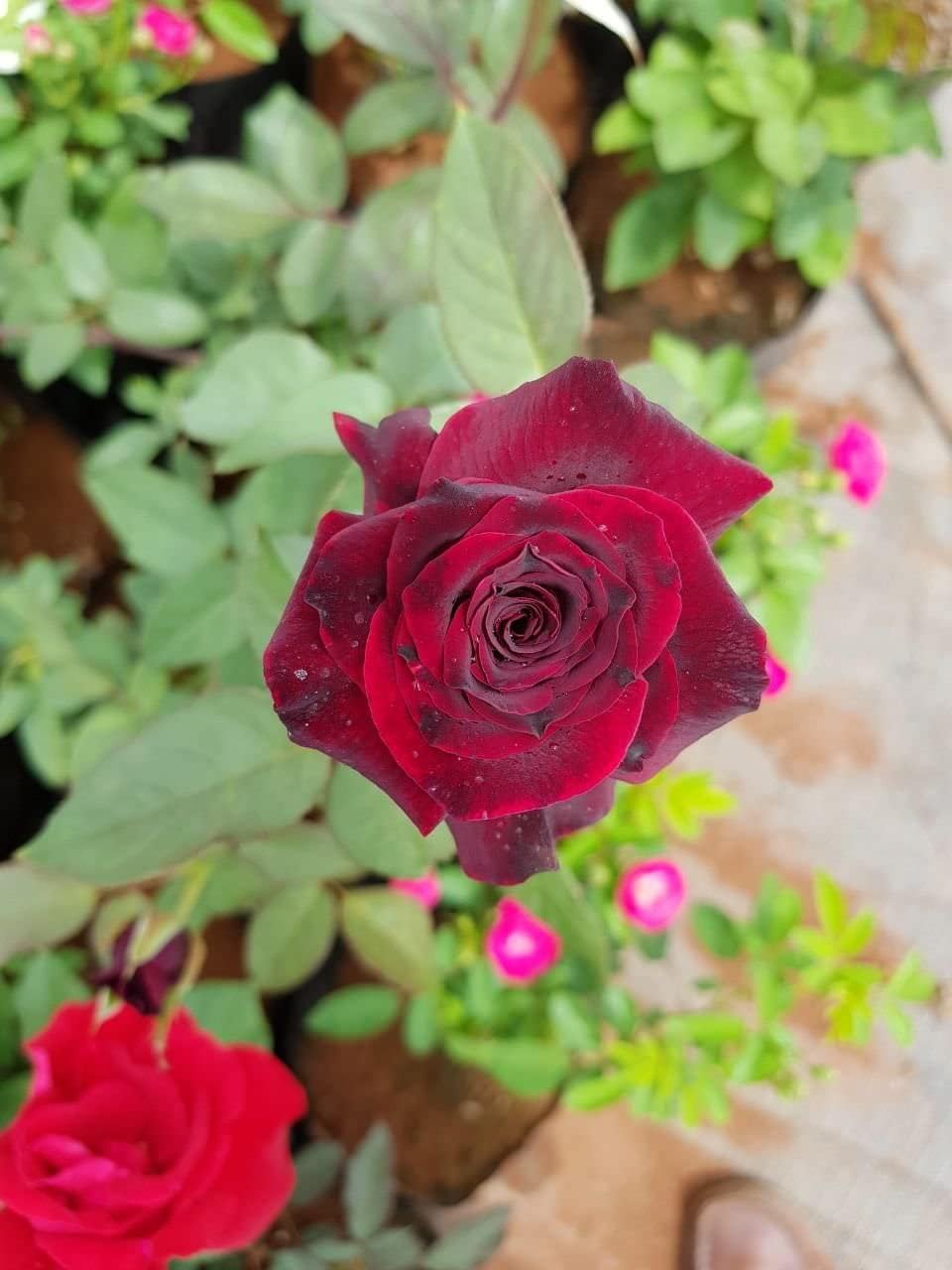 Flower Seeds, Seeds,Seeds For Planting,Plant Seeds