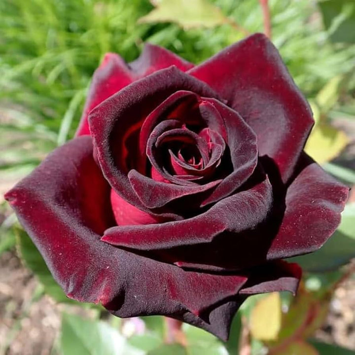 Dark Red Rare Rose Flower Seeds for Planting – Premium Heirloom Non-GMO High Germination Garden Seeds