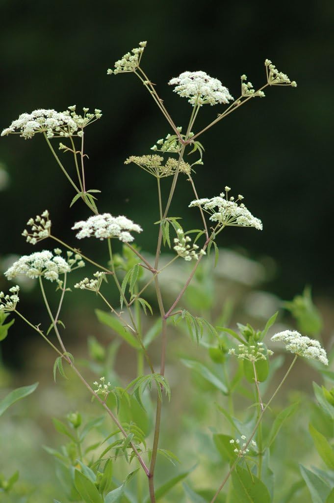 Flower Seeds, Seeds,Seeds For Planting,Plant Seeds