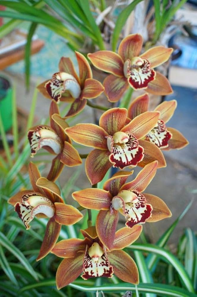 Cymbidium Orchid Flower Seeds for Planting – Heirloom, Non-GMO, Long Bloom, High Germination