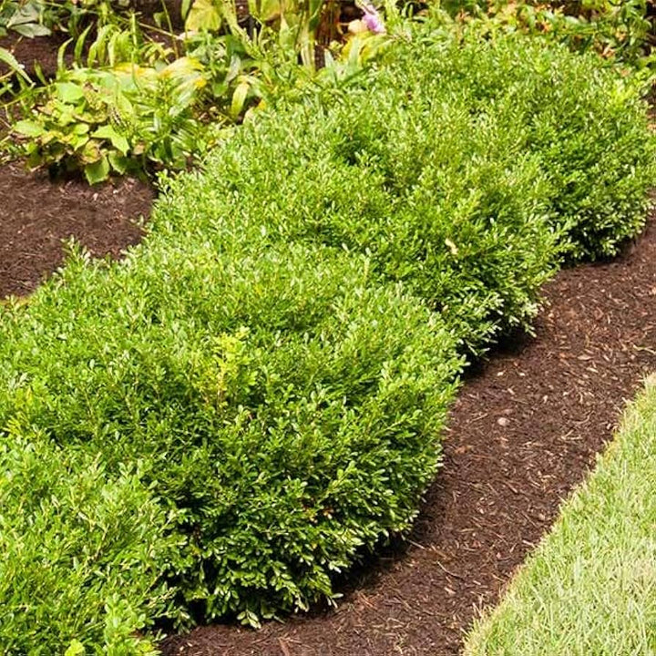 Green Holly Bush Flower Seeds for Planting – Heirloom, Non-GMO, High Germination Organic Garden Seeds