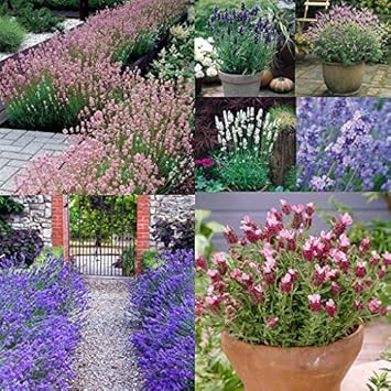 Flower Seeds, Seeds,Seeds For Planting,Plant Seeds