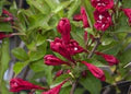 Weigela Flower Seeds for Planting – Drought Tolerant, Heirloom, Non-GMO, High Germination Organic Garden Seeds