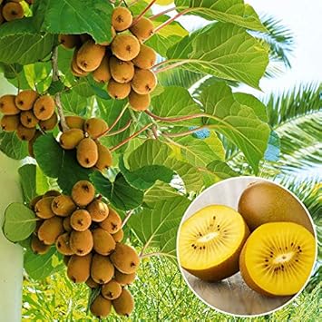 Fruit Seeds,Garden seeds, Seeds For Planting,Plant Seeds