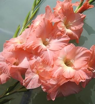 Flower Seeds, Seeds,Seeds For Planting,Plant Seeds