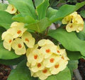 Yellow Euphorbia Flower Seeds for Planting – Heirloom, Non-GMO, High Germination Garden Seeds