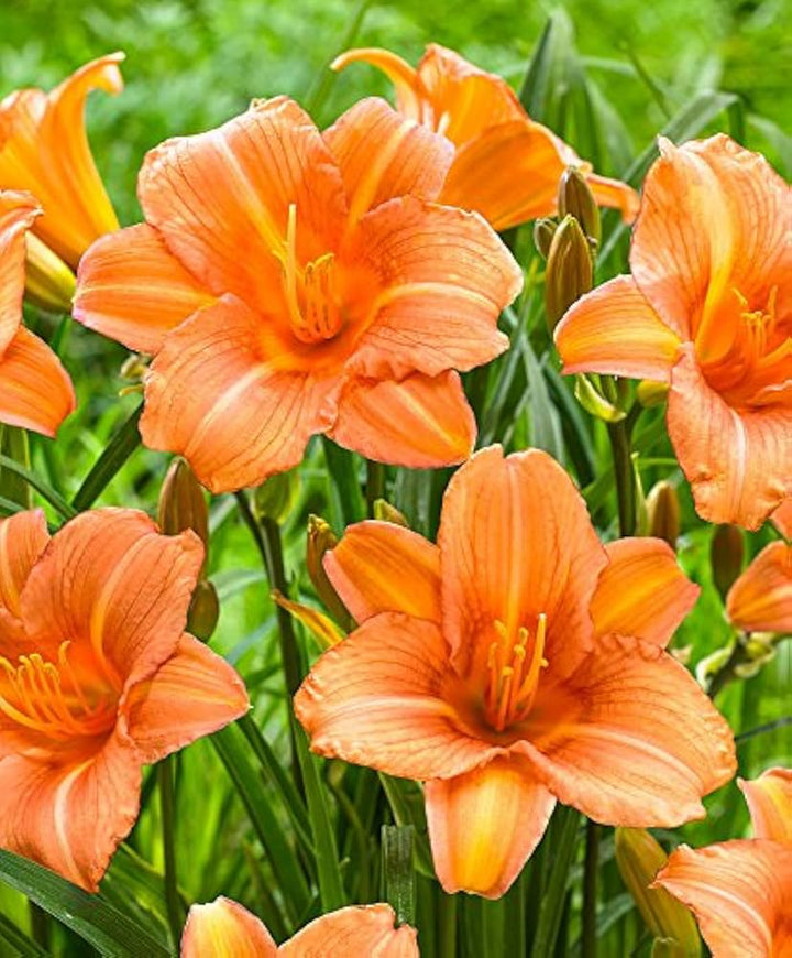 Flower Seeds, Seeds,Seeds For Planting,Plant Seeds