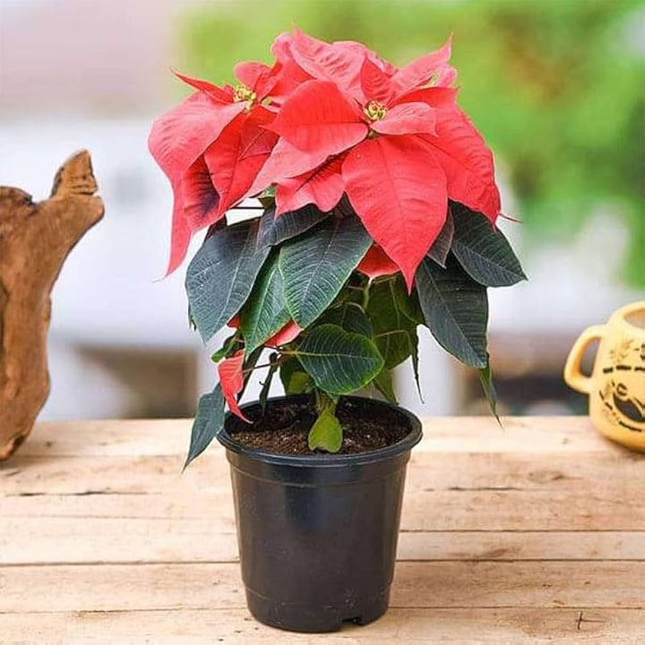 Euphorbia Pulcherrima Flower Seeds for Planting – Heirloom Non-GMO, High Germination Organic Garden Seeds