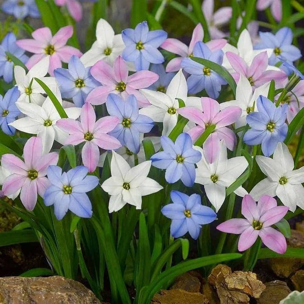 Mixed Rain Lily Flower Seeds for Planting – Heirloom, Non-GMO, High Germination Organic Garden Seeds