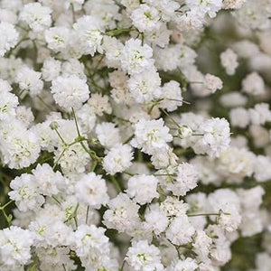 Flower Seeds, Seeds,Seeds For Planting,Plant Seeds
