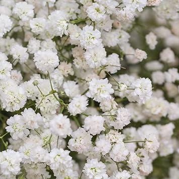 Flower Seeds, Seeds,Seeds For Planting,Plant Seeds
