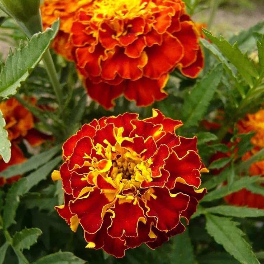 Marigold Flower Seeds for Planting Yellow & Orange – Hardy Variety, Heirloom, Non-GMO, High Germination Organic Garden Seeds