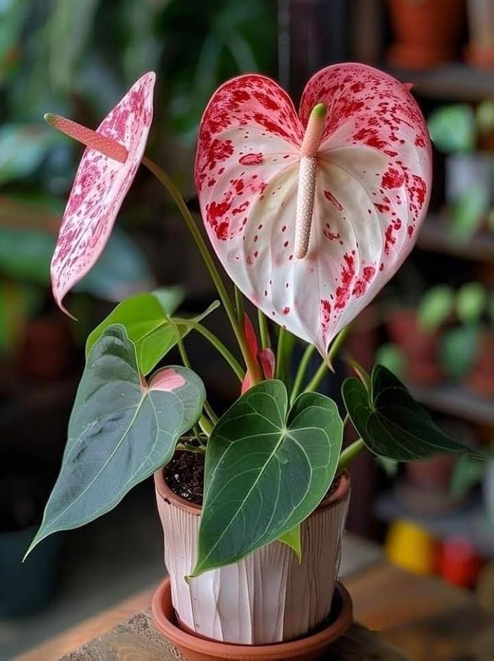 Anthurium White Red Flower Seeds for Planting 100 pcs - Perfect for Borders, Heirloom & GMO Free Seeds for Home Garden
