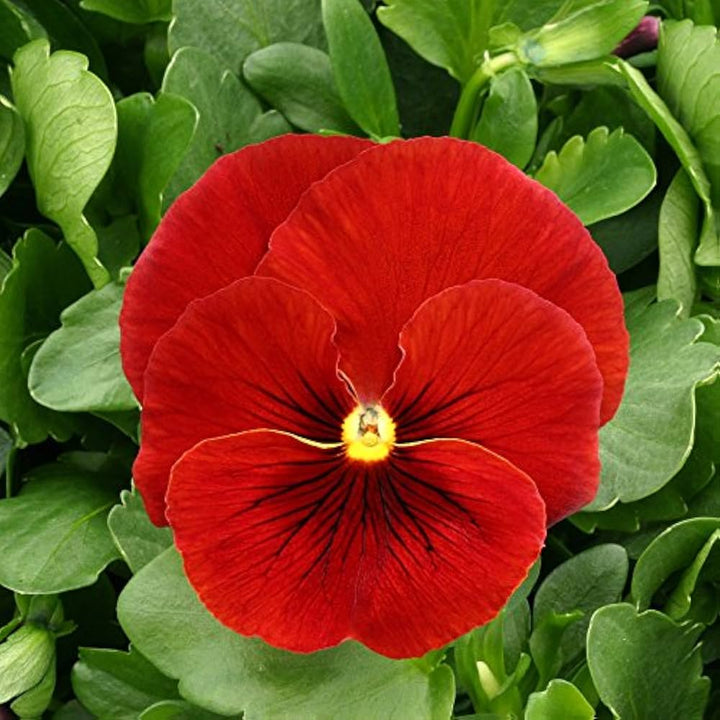 Flower Seeds, Seeds,Seeds For Planting,Plant Seeds