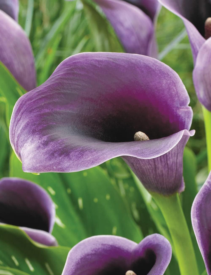 Flower Seeds, Seeds,Seeds For Planting,Plant Seeds