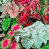 Caladium Bicolor Mixed Flower Seeds for Planting – Heirloom, Non-GMO, High Germination Organic Garden Seeds