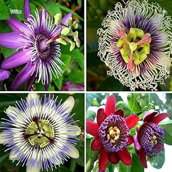 Flower Seeds, Seeds,Seeds For Planting,Plant Seeds