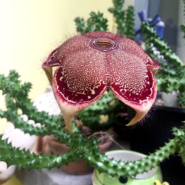 Edithcolea Flower Seeds for Planting – Heirloom Non-GMO, High Germination Organic Garden Seeds