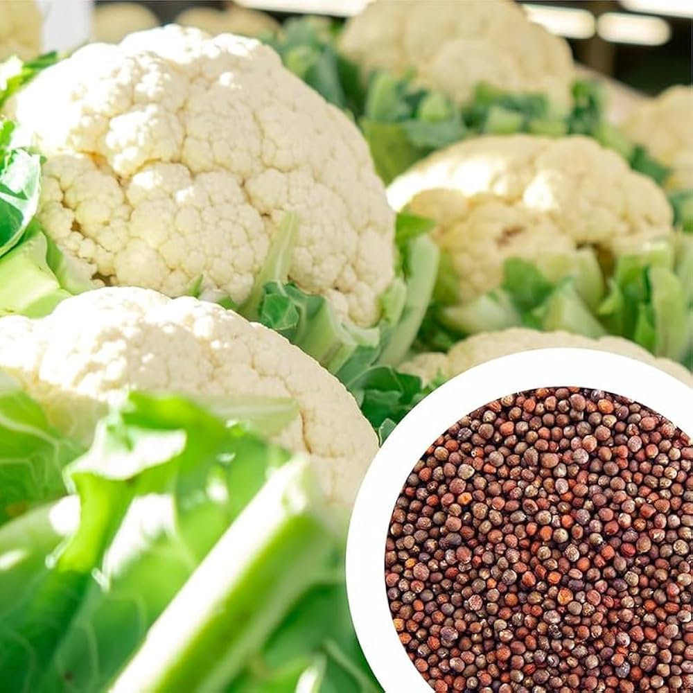 Indian Temperate Cauliflower Seeds for Planting – High-Yield, Non-GMO Vegetable Seeds for Home Garden & Commercial Farming