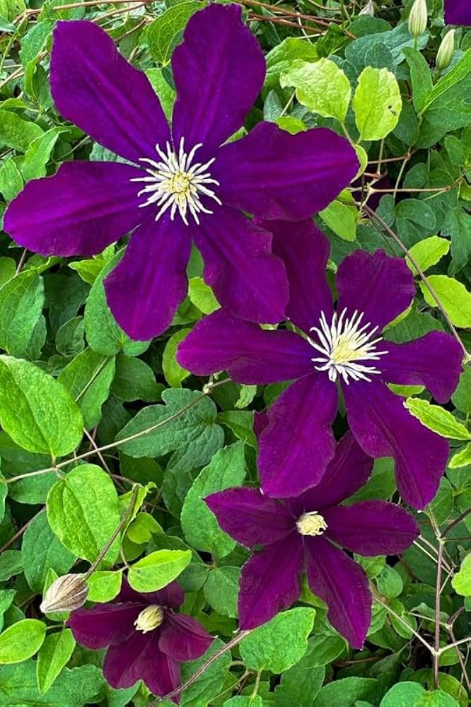 Purple Clematis Flower Seeds for Planting – Heirloom, Non-GMO, High Germination Organic Garden Seeds