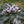 Flower Seeds, Seeds,Seeds For Planting,Plant Seeds