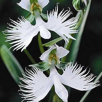 Flower Seeds, Seeds,Seeds For Planting,Plant Seeds