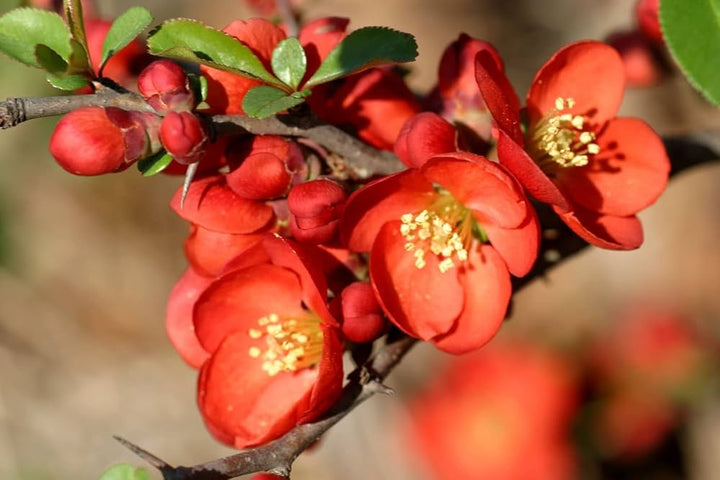 Orange Quince Flower Seeds for Planting – Heirloom Non-GMO, High Germination Organic Garden Seeds