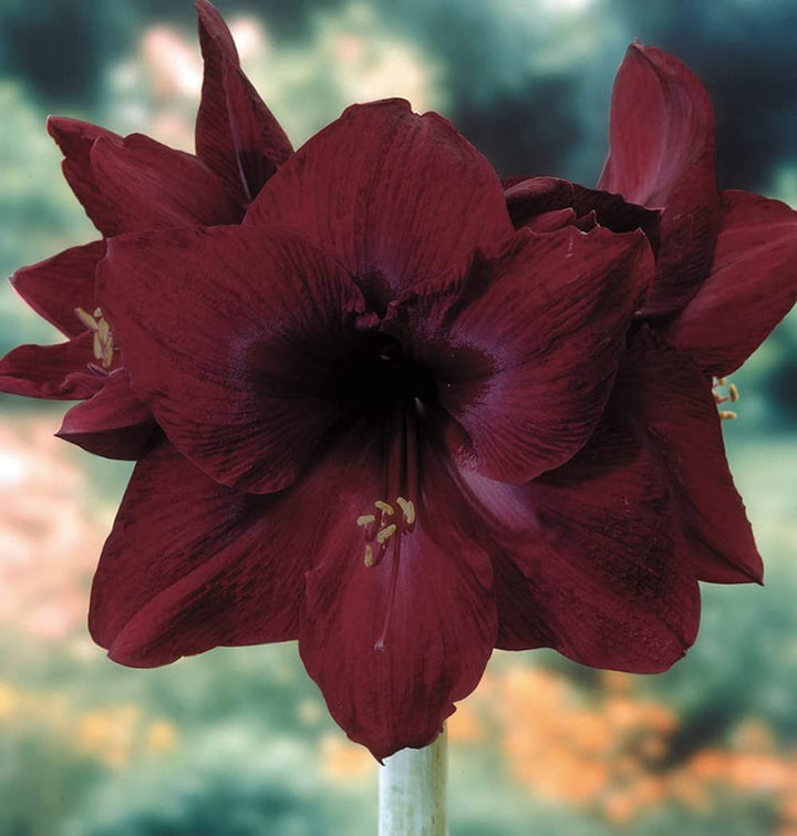 Deep Red Amaryllis Flower Seeds for Planting – Heirloom, Non-GMO, Premium Quality, High Germination