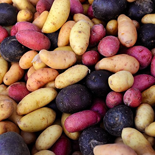 Mixed Potato Seeds for Planting – Heirloom Non-GMO Colorful Root Vegetable Seeds with High Germination for Organic Gardens
