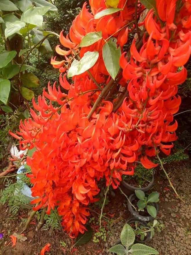 Orange Strongylodon Macrobotrys Seeds for Planting – Heirloom Non-GMO High Germination Organic Garden Seeds
