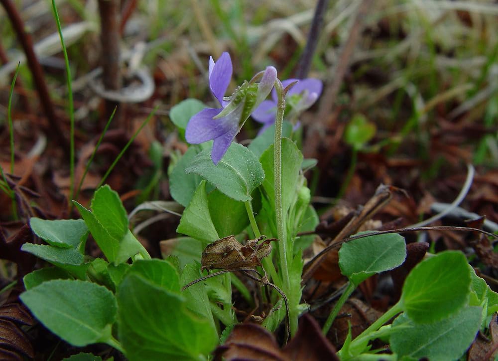 Flower Seeds, Seeds,Seeds For Planting,Plant Seeds