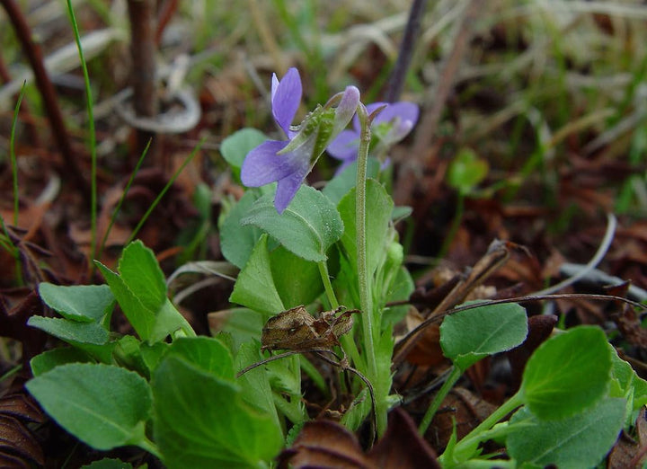 Flower Seeds, Seeds,Seeds For Planting,Plant Seeds