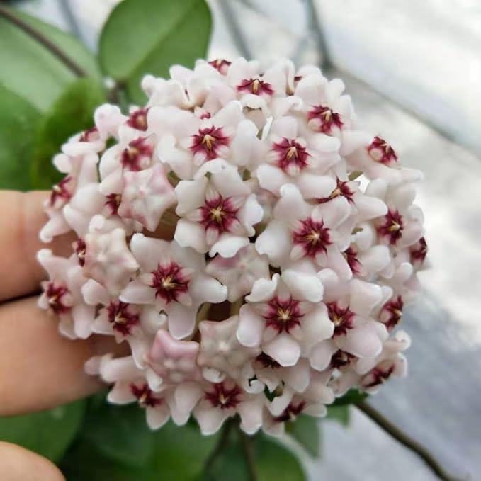 Hoya Flower Seeds for Planting – Heirloom, Non-GMO, High Germination Low Maintenance Garden Seeds