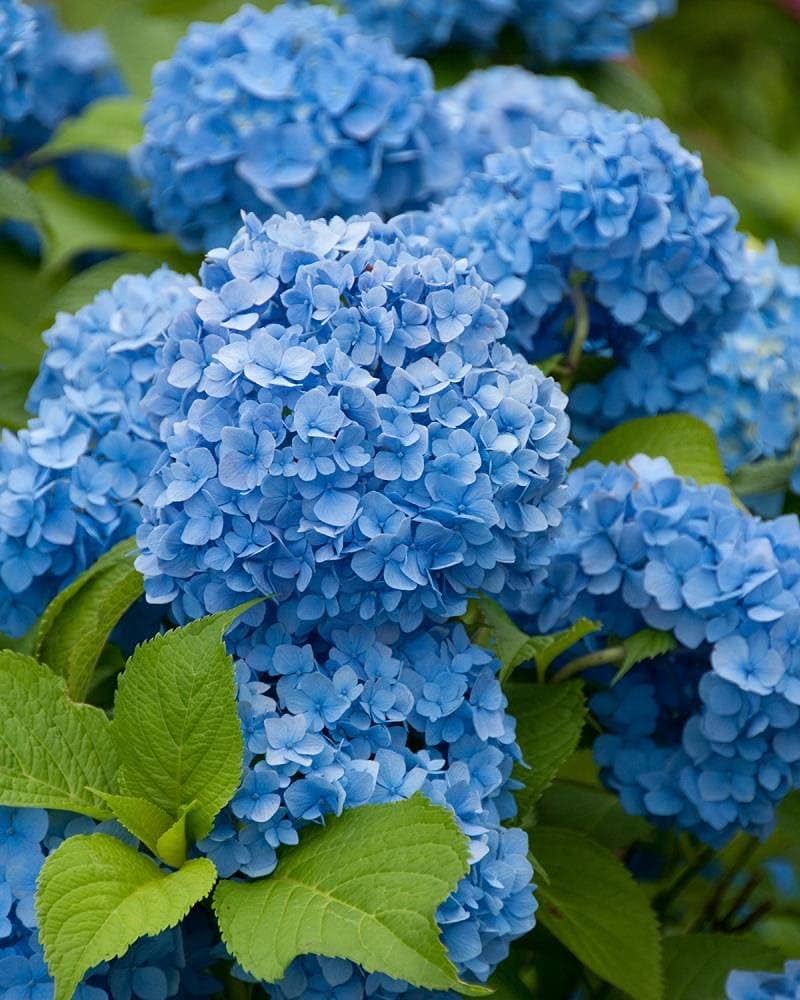 Blue Maidenhair Flower Seeds for Planting – Heirloom, Non-GMO, Colorful Display, High Germination