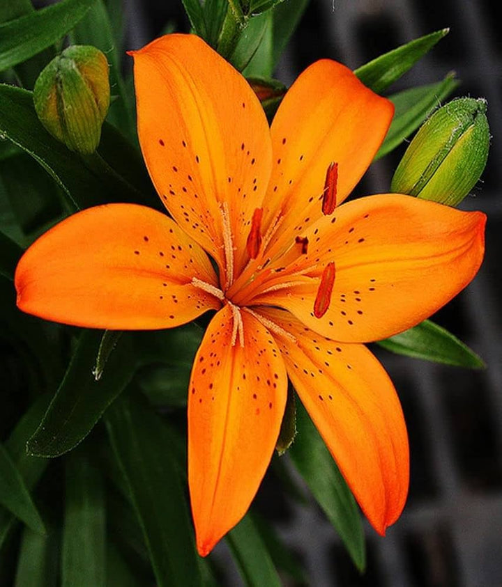 Orange Lilium Flower Seeds for Planting – Fragrant Blossoms, Heirloom, Non-GMO, High Germination Organic Garden Seeds