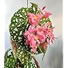 Begonia Flower Seeds for Planting – Cottage Garden Essential Heirloom Non-GMO Organic Garden Seeds