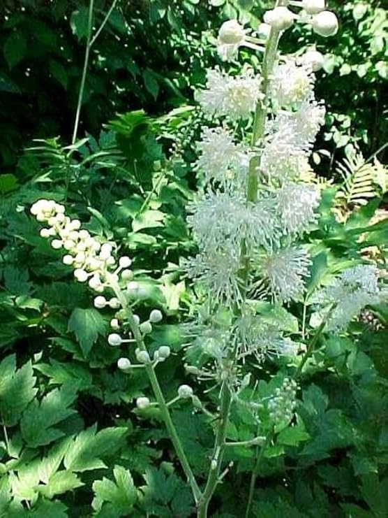 Cimicifuga Racemosa Flower Seeds for Planting – Hardy Variety Heirloom Non-GMO High Germination Organic Garden Seeds