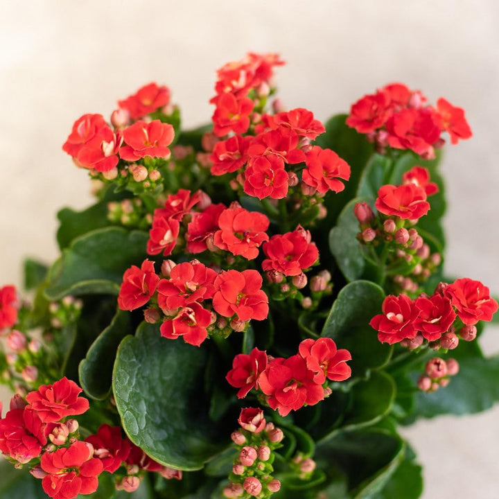 Flower Seeds, Seeds,Seeds For Planting,Plant Seeds