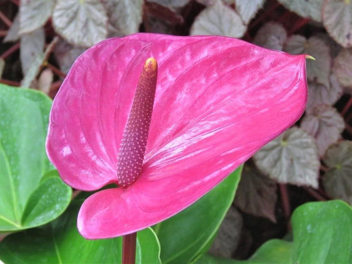 Flower Seeds, Seeds,Seeds For Planting,Plant Seeds