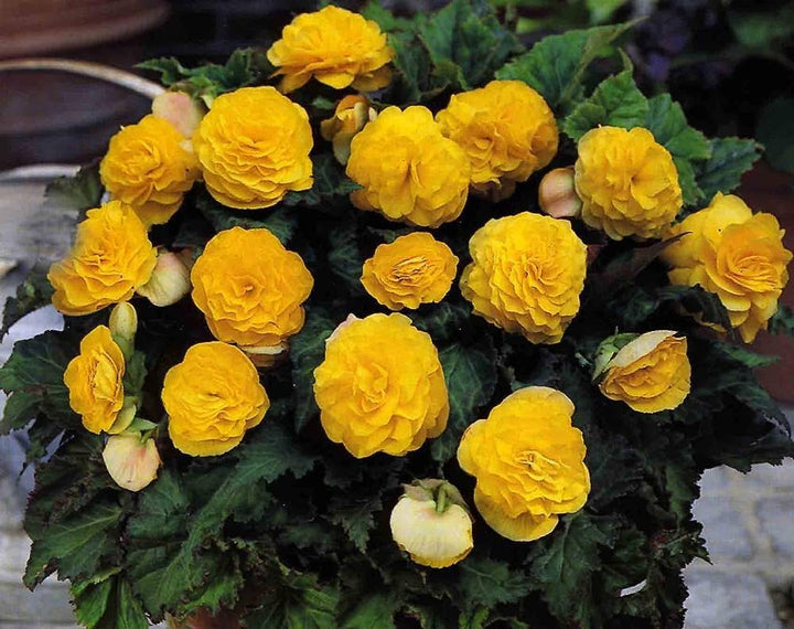 Yellow Camellia Flower Seeds for Planting – Heirloom, Non-GMO, High Germination Organic Garden Seeds