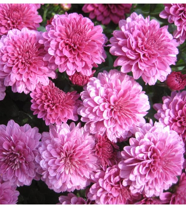 Purple Coneflower or  Pine Chrysanthemum Flower seeds for Planting - Vibrant Colors, Heirloom &amp; GMO Free Seeds for Home Garden