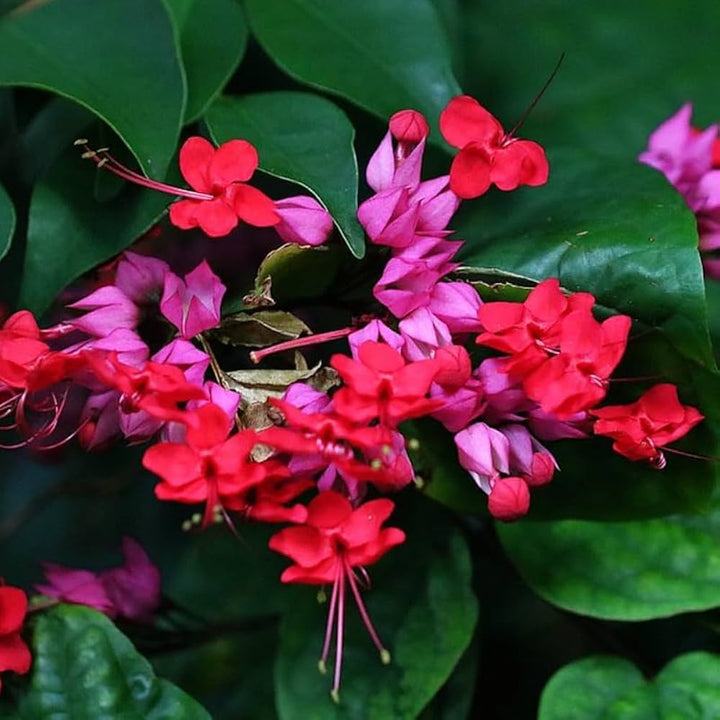Red Light Pink Double Petals Fuchsia Seeds for Planting – Heirloom, Non-GMO, Garden Favorite, High Germination