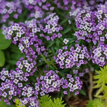 Flower Seeds, Seeds,Seeds For Planting,Plant Seeds