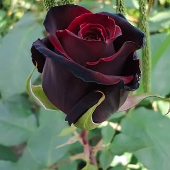 Rare Black Grafted Red Climbing Rose Flower Seeds for Planting | Heirloom, Non-GMO, High Germination