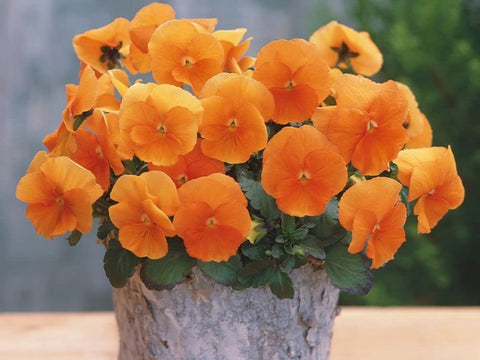 Flower Seeds, Seeds,Seeds For Planting,Plant Seeds