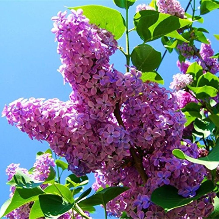 Purple Fragrant Flower Seeds for Planting – Heirloom, Non-GMO, High Germination Organic Garden Seeds