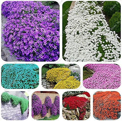 Flower Seeds, Seeds,Seeds For Planting,Plant Seeds